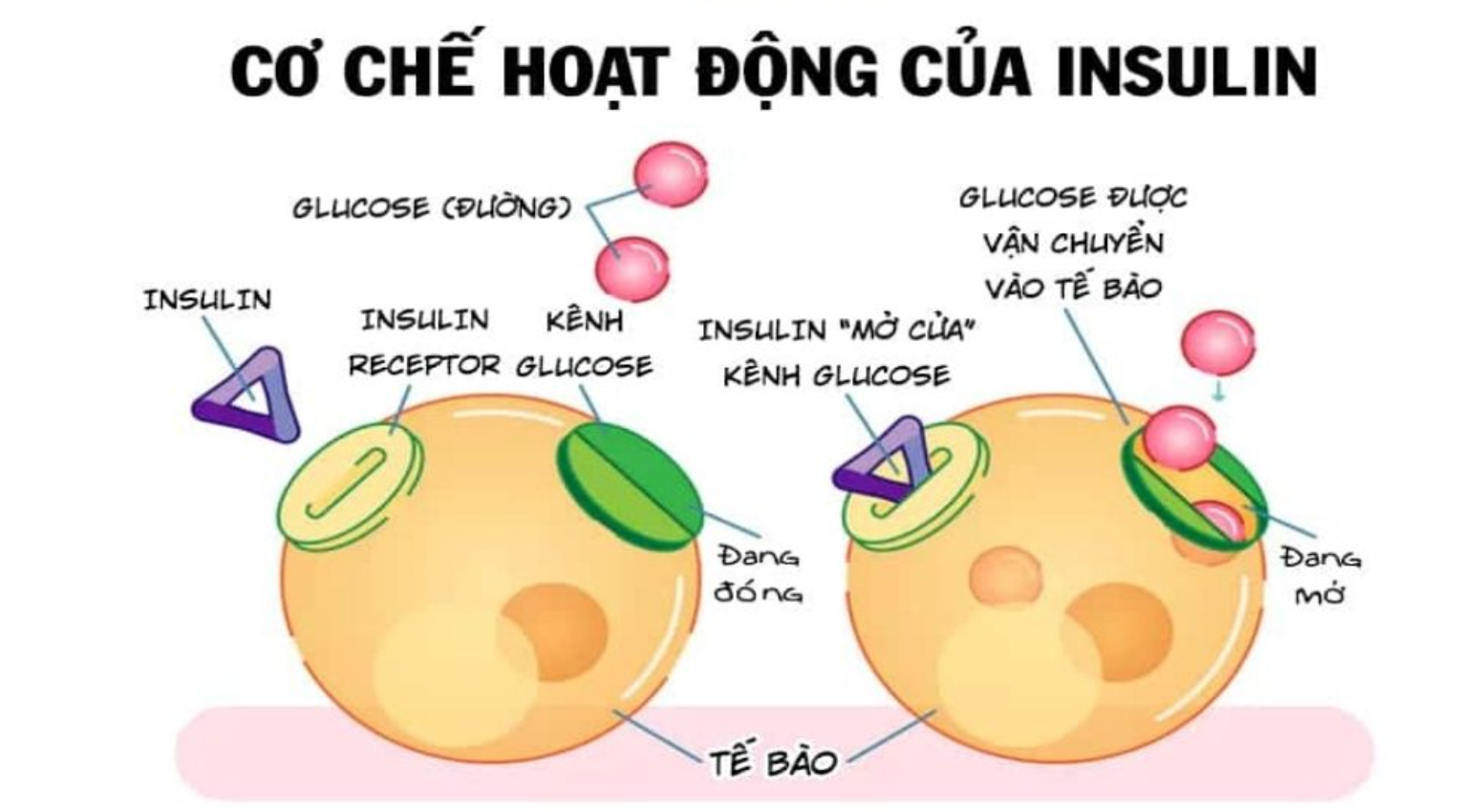 Cơ chế hoạt động của insulin